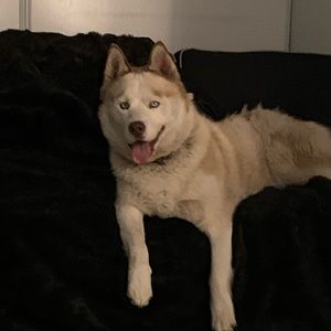 SHOW LISTING Purses, Wallets & Accessories